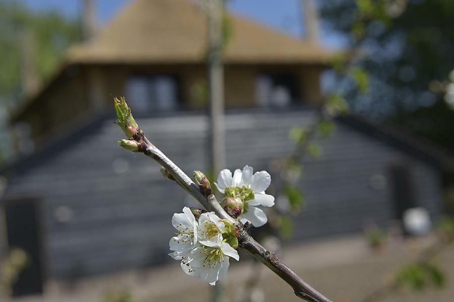 Zoelen De Steltenberg In De Betuwe מראה חיצוני תמונה