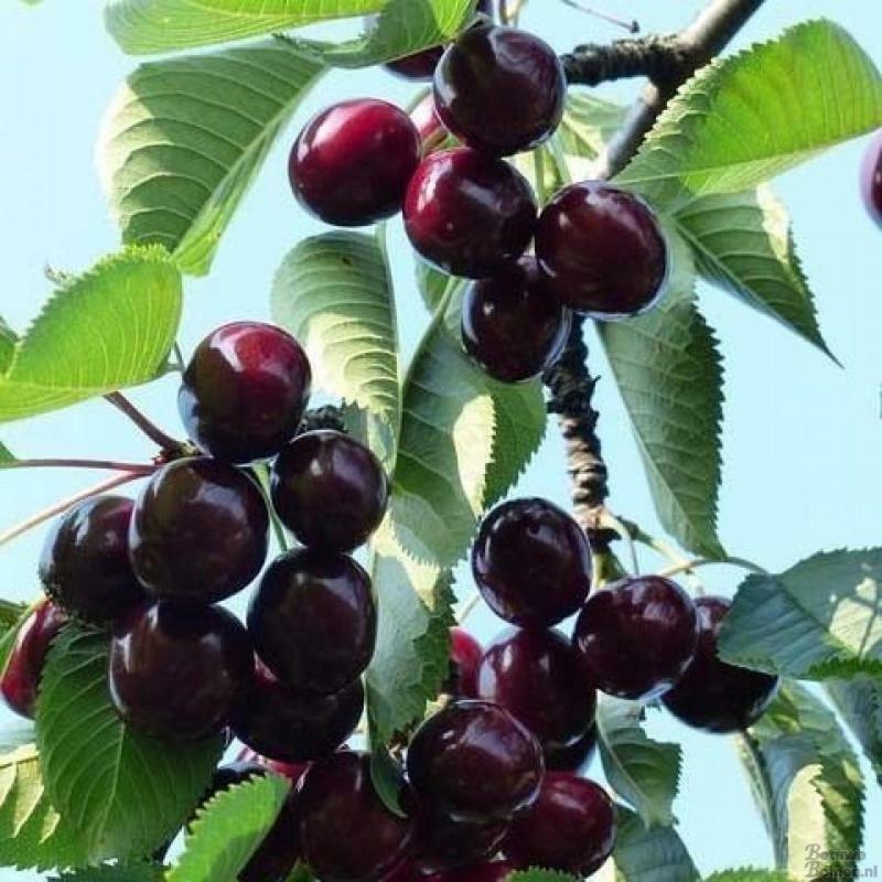 Zoelen De Steltenberg In De Betuwe מראה חיצוני תמונה
